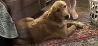 Candace, a female Golden Retriever for sale in Charleston, WV – Photo 1 of 3
