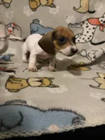 Geralt, a male Miniature Dachshund for sale in Conroe, TX – 1 of 3
