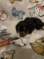 Benji, a male Miniature Dachshund for sale in Conroe, TX – 2 of 2