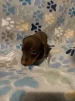 Humphrey, a male Miniature Dachshund for sale in Conroe, TX – 2 of 2