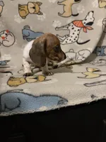 Zoltan, a male Miniature Dachshund for sale in Conroe, TX – 3 of 3