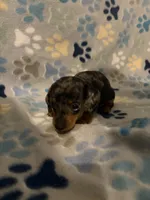 Heather, a female Miniature Dachshund for sale in Conroe, TX – 1 of 2