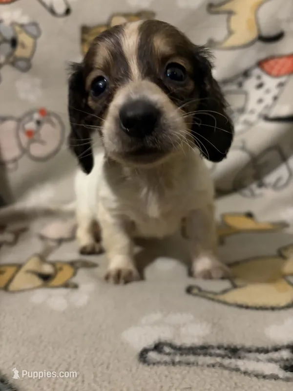 Ciri – Miniature Dachshund puppy for sale in Conroe, TX