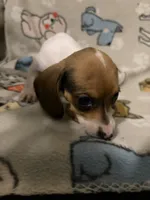 Geralt, a male Miniature Dachshund for sale in Conroe, TX – 3 of 3
