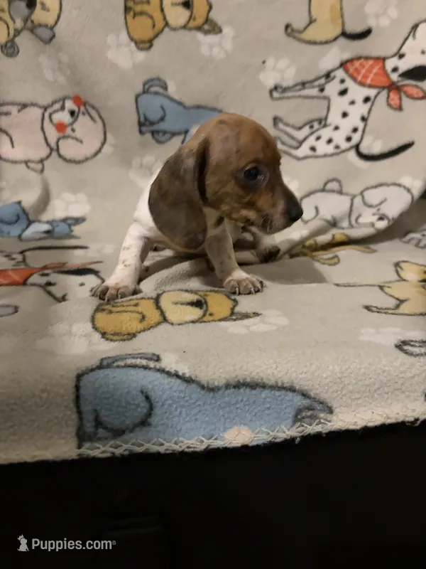 Zoltan – Miniature Dachshund puppy for sale in Conroe, TX