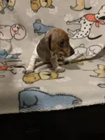Zoltan, a male Miniature Dachshund for sale in Conroe, TX – 1 of 3