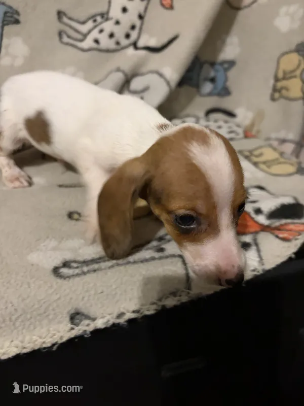 Geralt – Miniature Dachshund puppy for sale in Conroe, TX