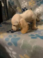 Buster, a male Miniature Dachshund for sale in Conroe, TX – 2 of 2