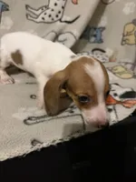 Phillipa, a female Miniature Dachshund for sale in Conroe, TX – 1 of 3