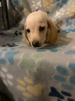 Buster, a male Miniature Dachshund for sale in Conroe, TX – 1 of 2