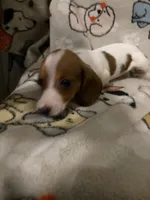 Phillipa, a female Miniature Dachshund for sale in Conroe, TX – 2 of 3