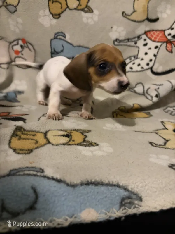 Phillipa – Miniature Dachshund puppy for sale in Conroe, TX