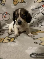 Ciri, a female Miniature Dachshund for sale in Conroe, TX – 2 of 3