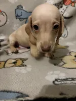 Bauldr, a male Miniature Dachshund for sale in Conroe, TX – 2 of 2