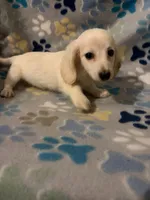 Rufus, a male Miniature Dachshund for sale in Conroe, TX – 2 of 2