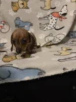 Zoltan, a male Miniature Dachshund for sale in Conroe, TX – 2 of 3