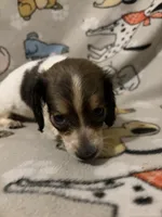 Ciri, a female Miniature Dachshund for sale in Conroe, TX – 3 of 3