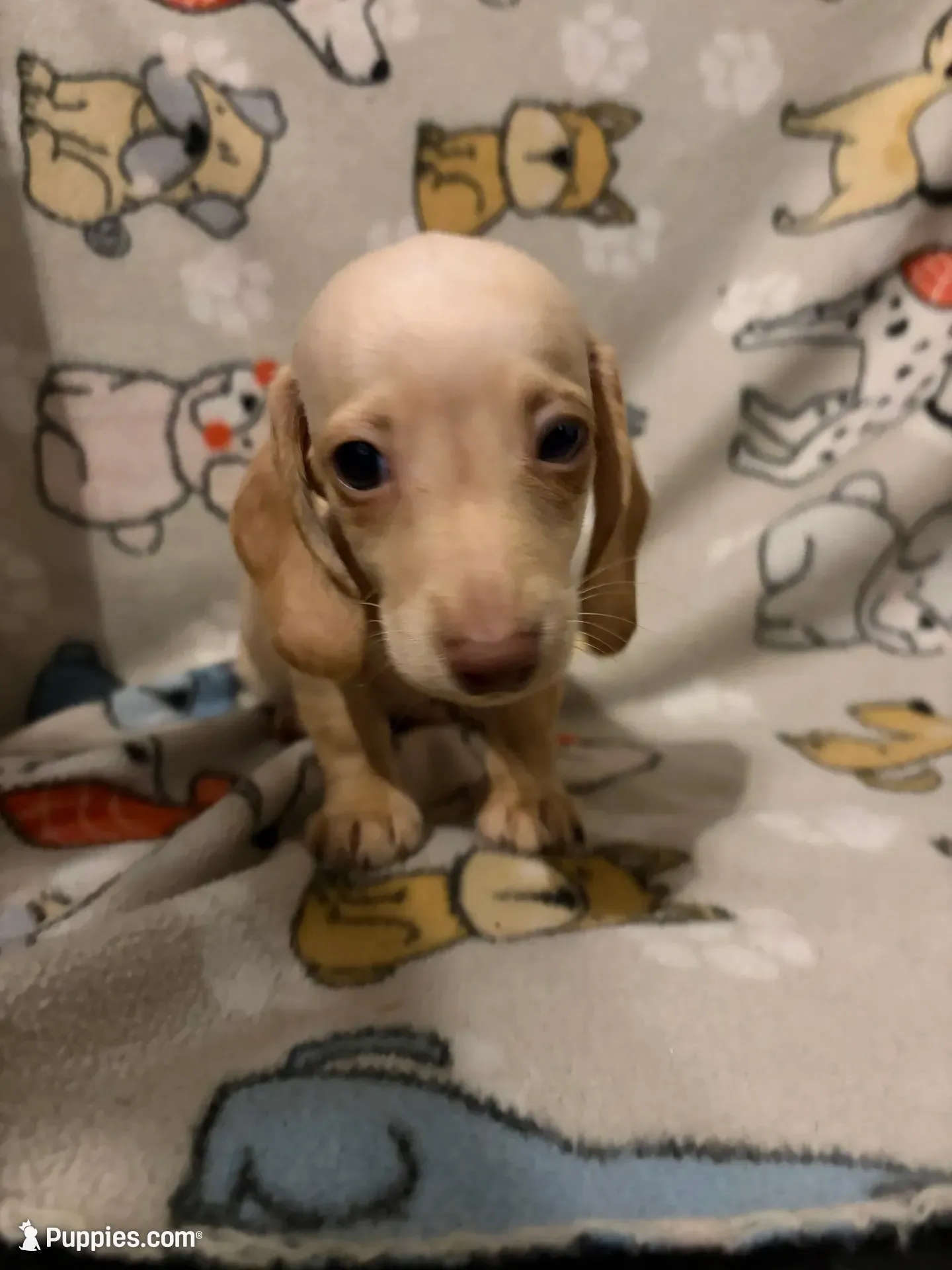 Bauldr, a male Miniature Dachshund for sale in Conroe, TX – 1 of 2