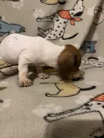 Geralt, a male Miniature Dachshund for sale in Conroe, TX – 2 of 3