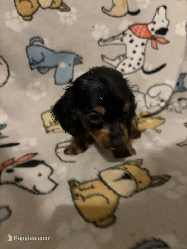 Benji – Miniature Dachshund puppy for sale in Conroe, TX