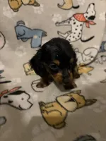 Benji, a male Miniature Dachshund for sale in Conroe, TX – 1 of 2