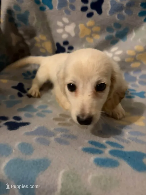 Rufus – Miniature Dachshund puppy for sale in Conroe, TX
