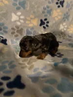 Heather, a female Miniature Dachshund for sale in Conroe, TX – 2 of 2