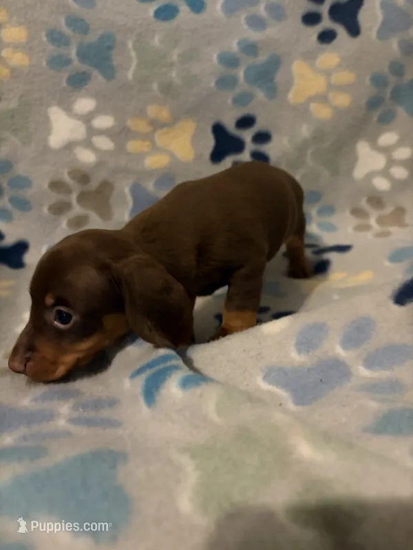 Humphrey – Miniature Dachshund puppy for sale in Conroe, TX
