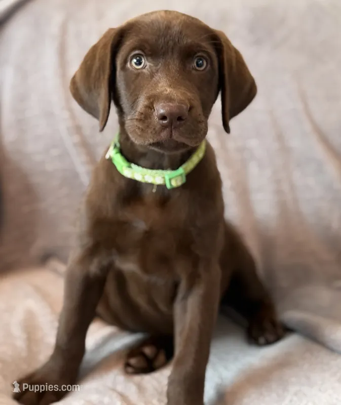 Green  – Labrador Retriever puppy for sale in Ramona, CA