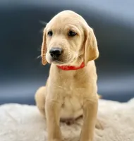 Red, a male Labrador Retriever for sale in Ramona, CA – 2 of 3