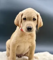 Red, a male Labrador Retriever for sale in Ramona, CA – 3 of 3