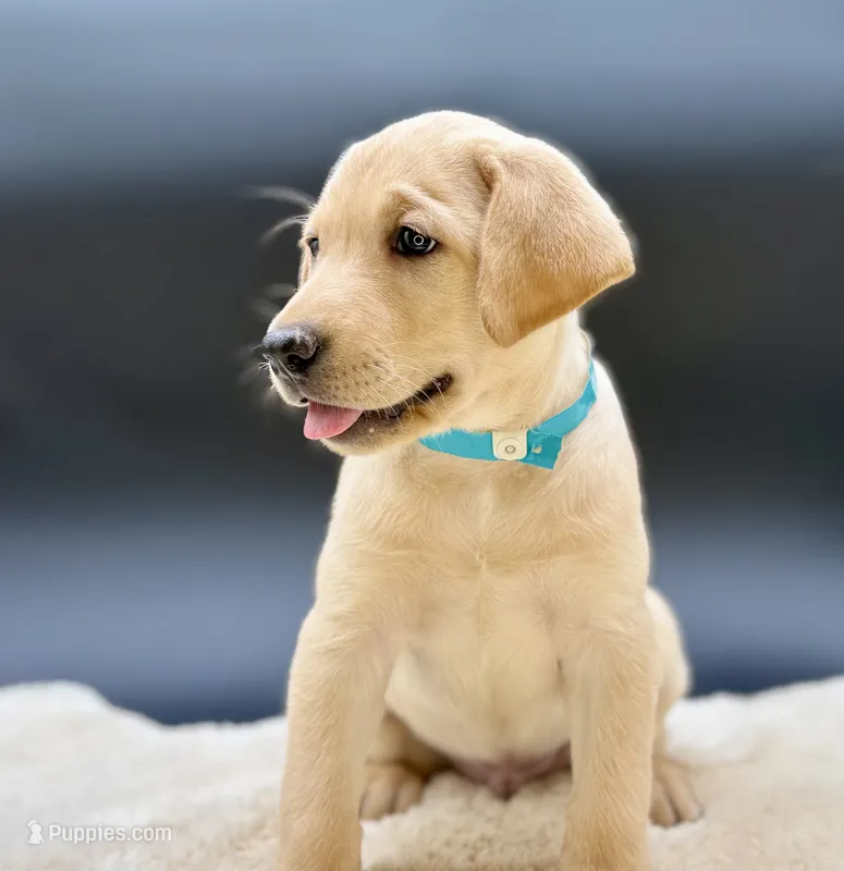 Aqua – Labrador Retriever puppy for sale in Ramona, CA