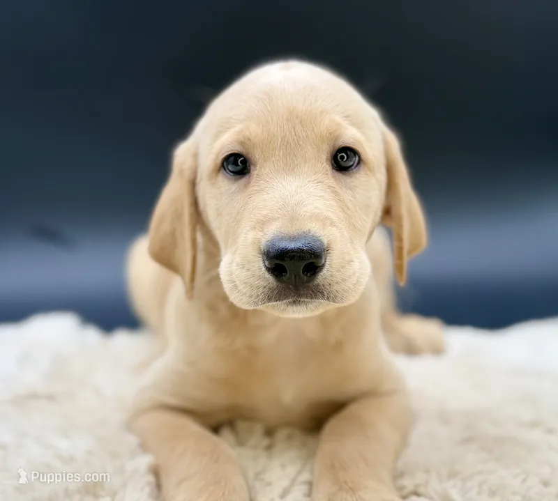 Yellow  – Labrador Retriever puppy for sale in Ramona, CA