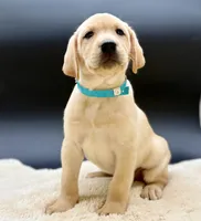 Aqua, a male Labrador Retriever for sale in Ramona, CA – 2 of 4
