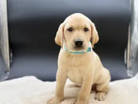 Aqua, a male Labrador Retriever for sale in Ramona, CA – 4 of 4