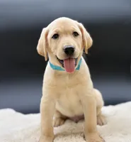 Aqua, a male Labrador Retriever for sale in Ramona, CA – 3 of 4