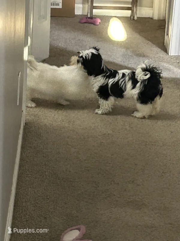 Bee – Shih Tzu puppy for sale in Warren, MI