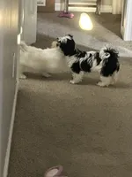 Bee, a female Shih Tzu for sale in Warren, MI – 1 of 8