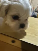 Bunny , a female Shih Tzu for sale in Warren, MI – 3 of 9