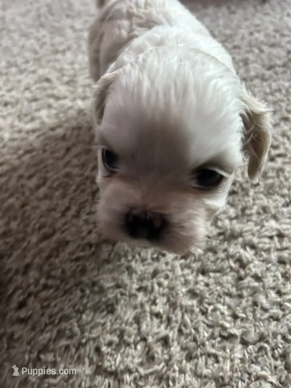 Sugar – Shih Tzu puppy for sale in Warren, MI