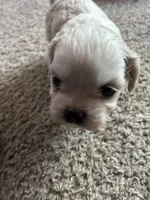 Sugar, a female Shih Tzu for sale in Warren, MI – 1 of 2