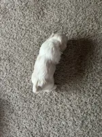 Sugar, a female Shih Tzu for sale in Warren, MI – 2 of 2