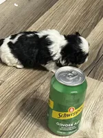 Bee, a female Shih Tzu for sale in Warren, MI – 8 of 8