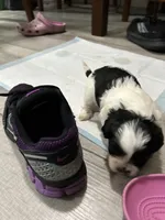 Star, a female Shih Tzu for sale in Warren, MI – 1 of 4