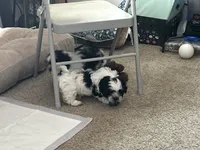Lulu , a female Shih Tzu for sale in Warren, MI – 2 of 5