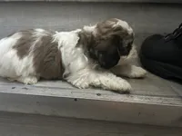 Mahogany , a female Shih Tzu for sale in Warren, MI – 9 of 9