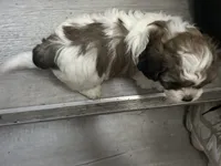 Mahogany , a female Shih Tzu for sale in Warren, MI – 8 of 9