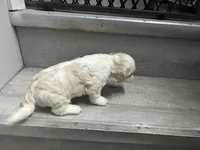 Sugar, a female Shih Tzu for sale in Warren, MI – 5 of 10