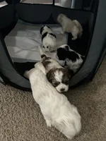 Mohogany , a female Shih Tzu for sale in Warren, MI – 3 of 3