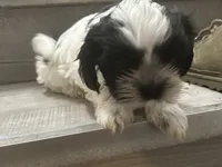 Bee, a female Shih Tzu for sale in Warren, MI – 3 of 4